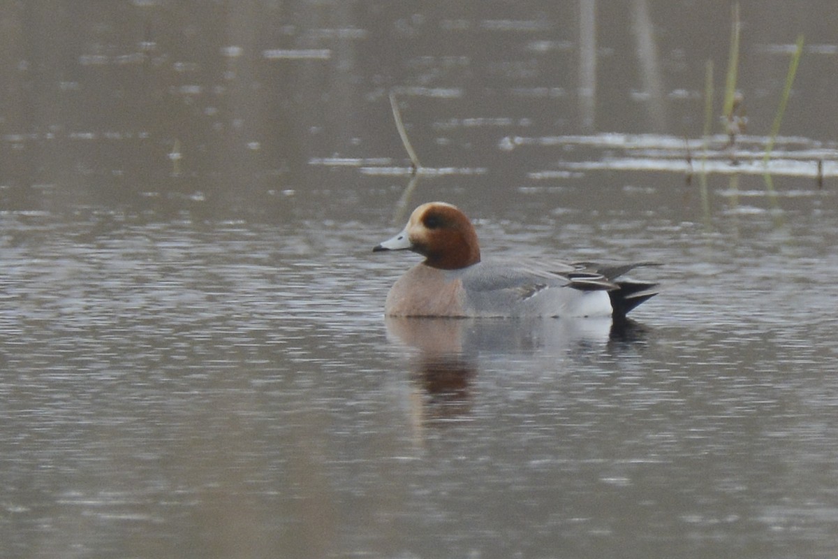 Eurasian Wigeon - ML562924581