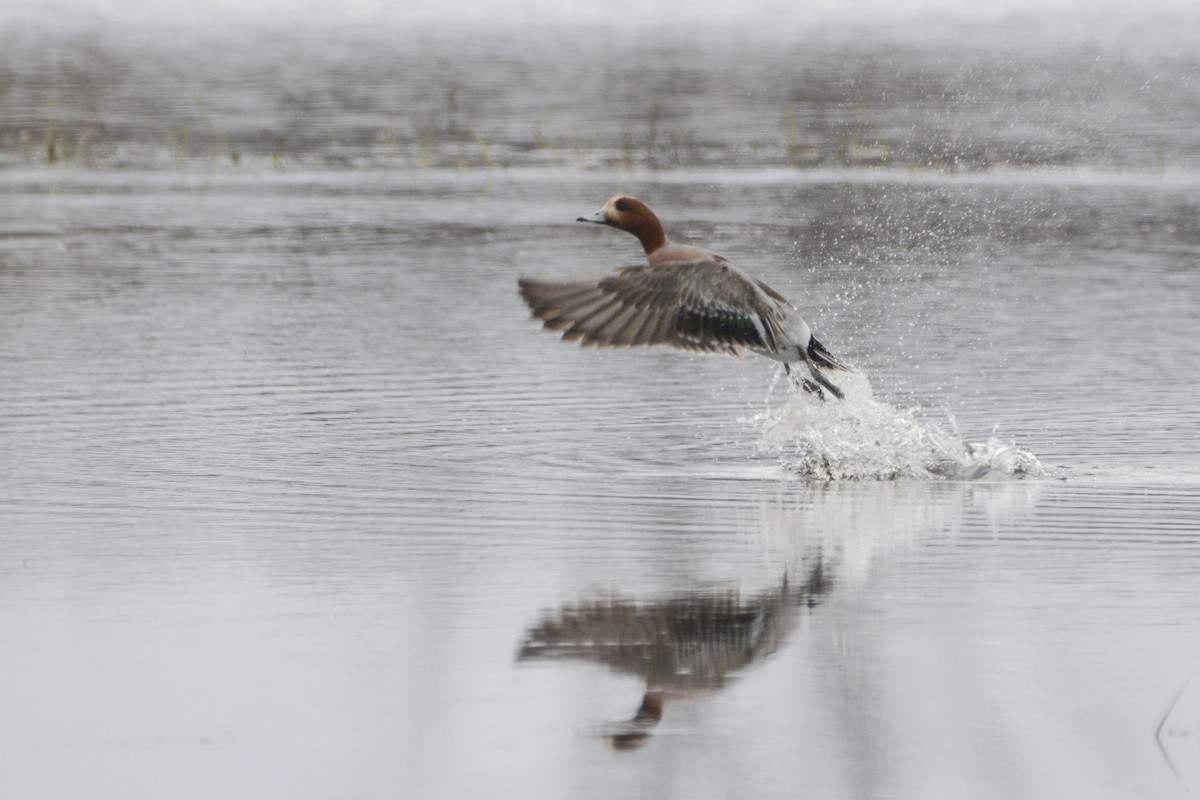 Eurasian Wigeon - ML562924591