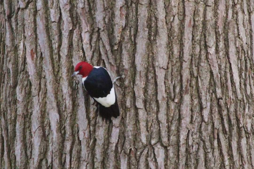 Red-headed Woodpecker - ML562924601