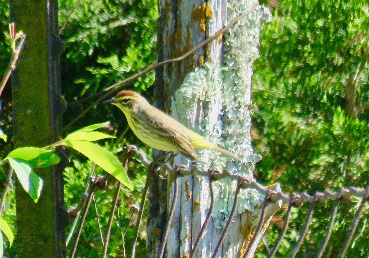 Palm Warbler - ML562924941