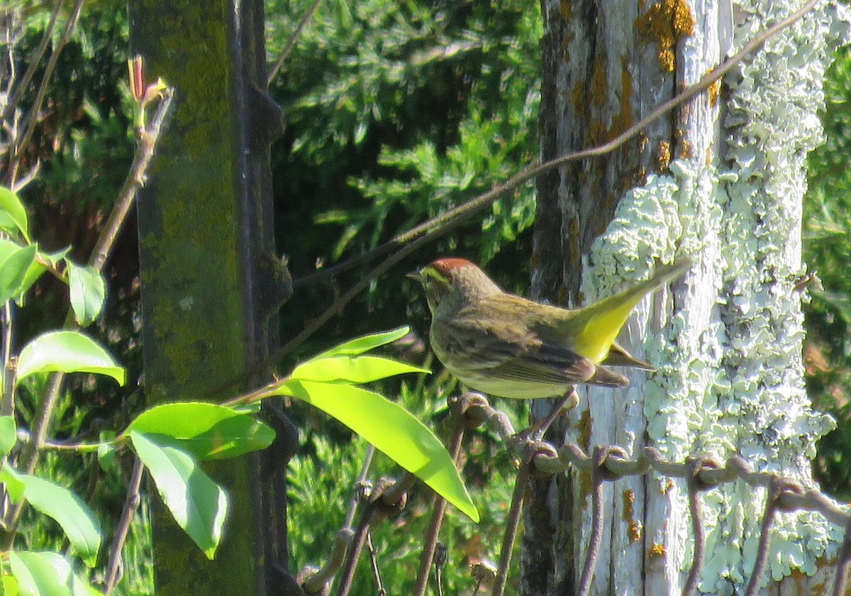 Palm Warbler - ML562925091