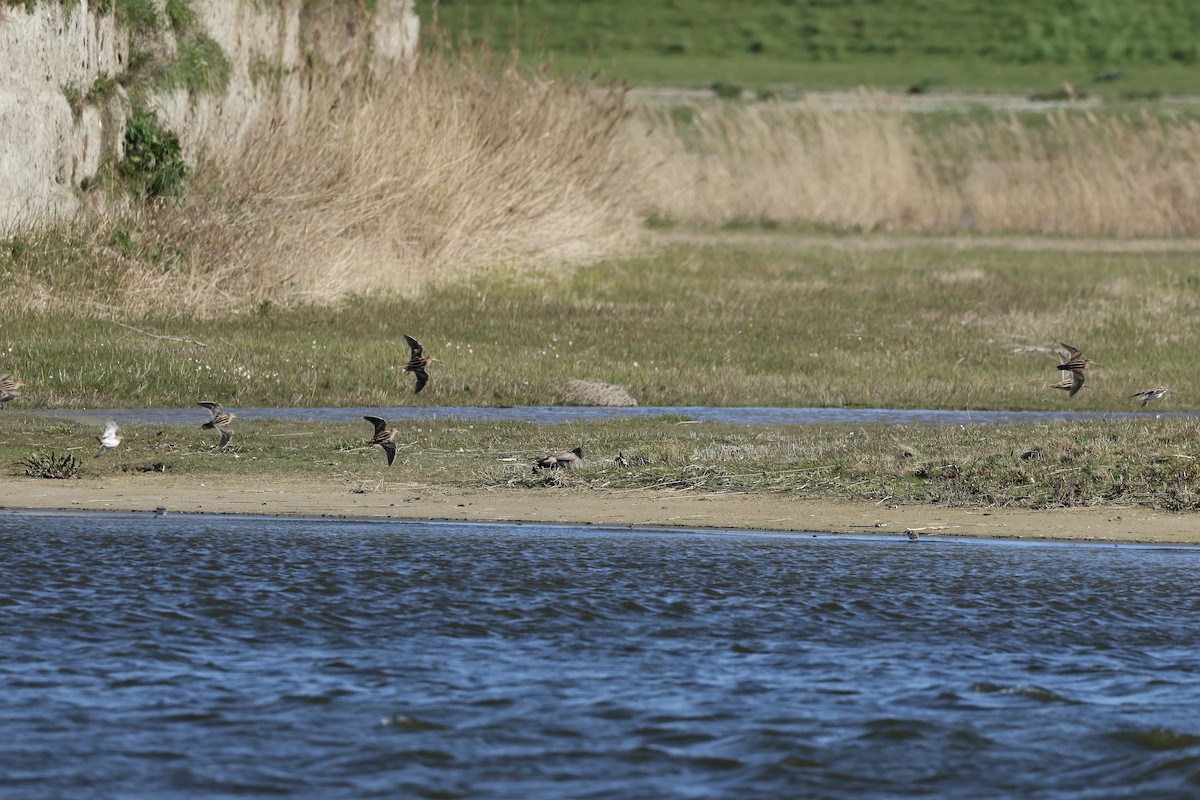 Common Snipe - ML562925601