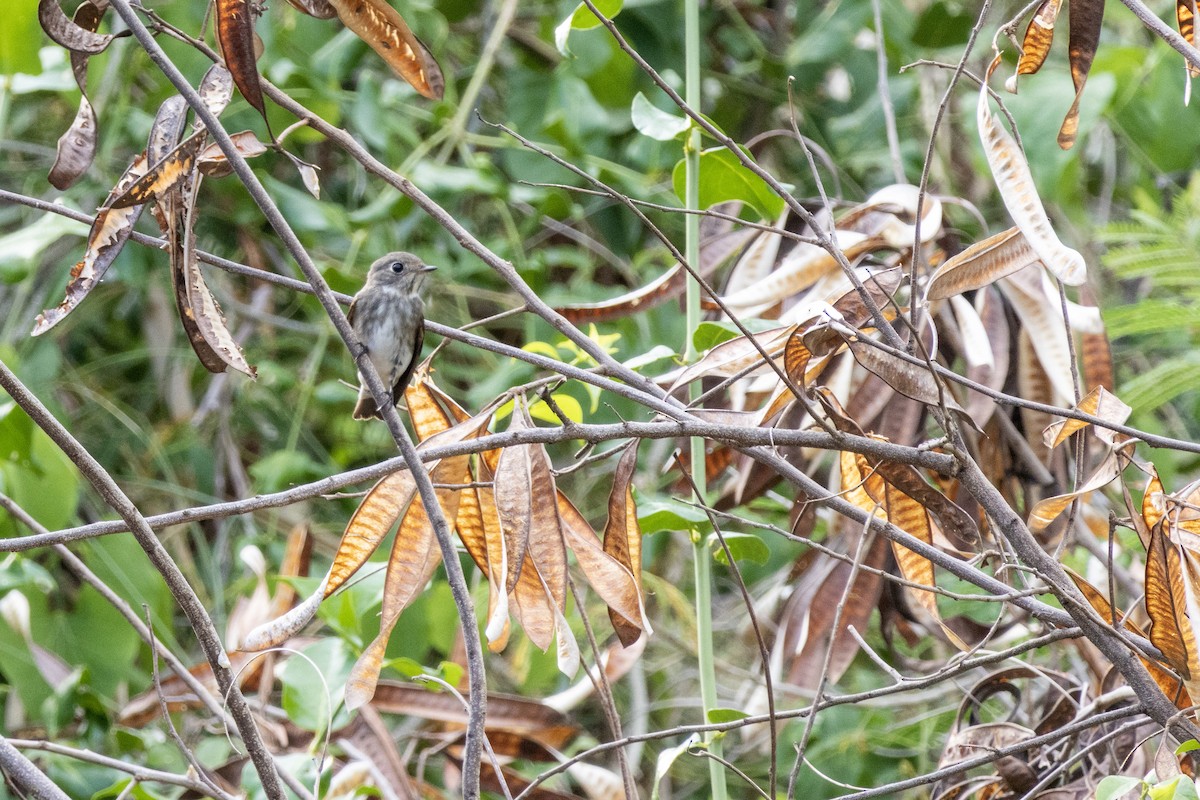 Dark-sided Flycatcher - ML562925951