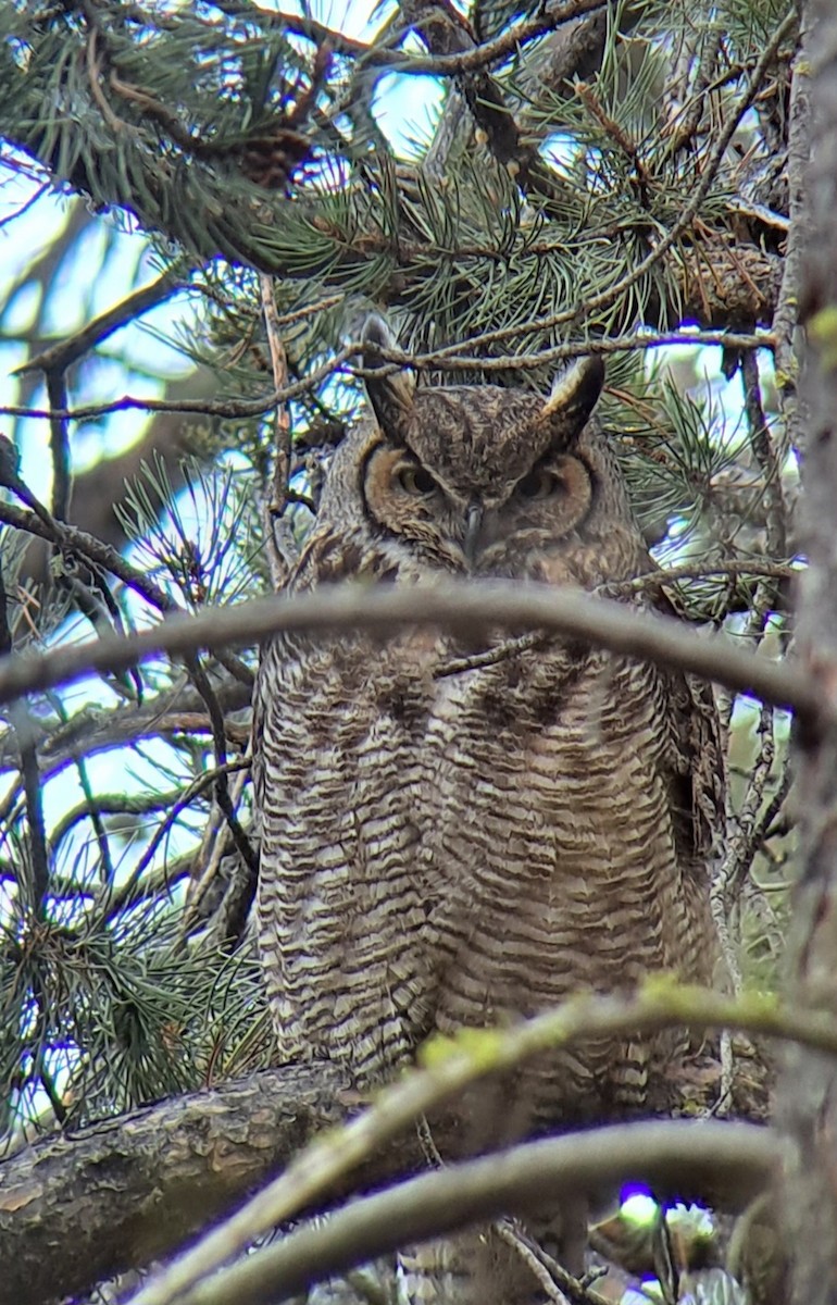 Great Horned Owl - ML562926821