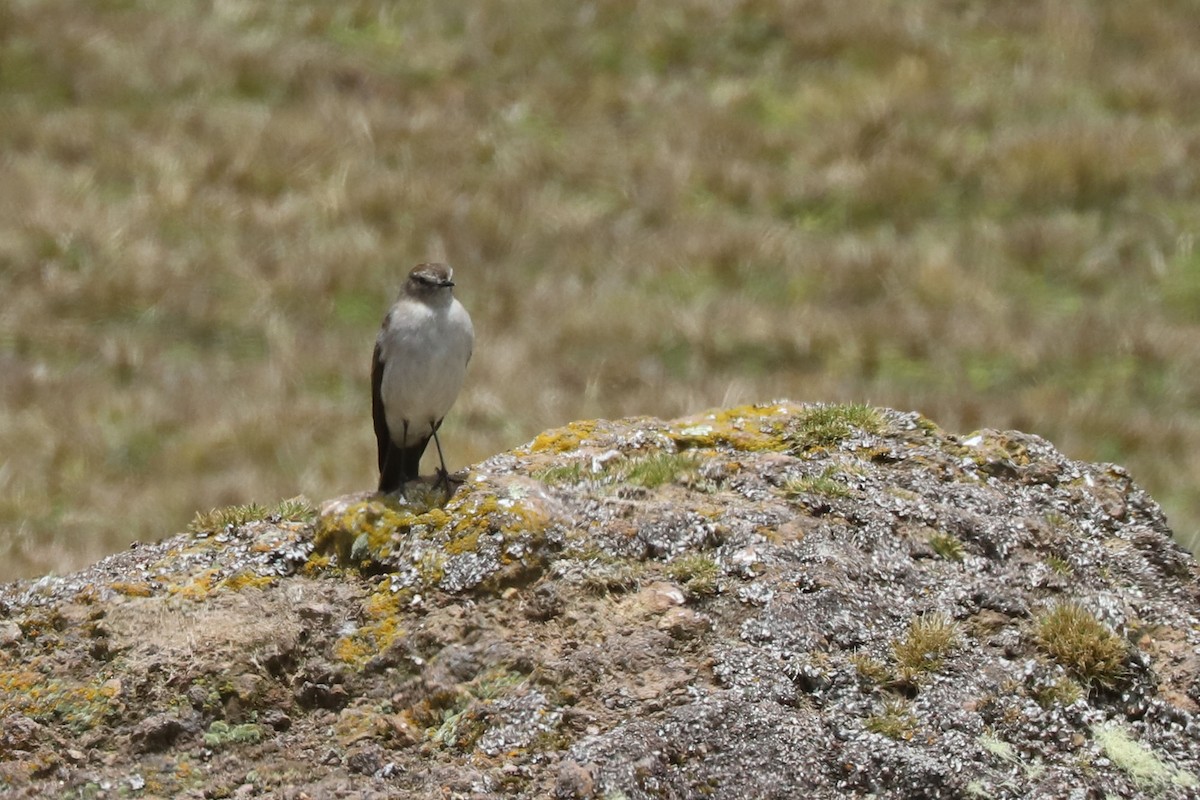 Plain-capped Ground-Tyrant - William Hull