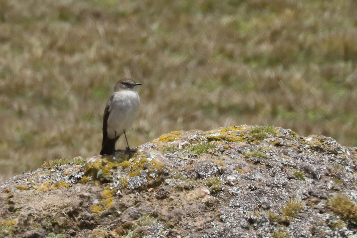 Plain-capped Ground-Tyrant - ML562926961