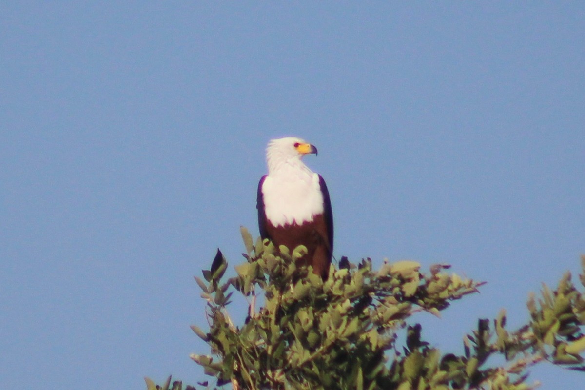 African Fish-Eagle - ML562928601