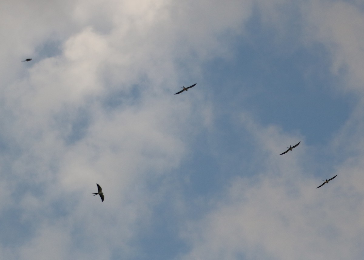 Swallow-tailed Kite - ML562930011