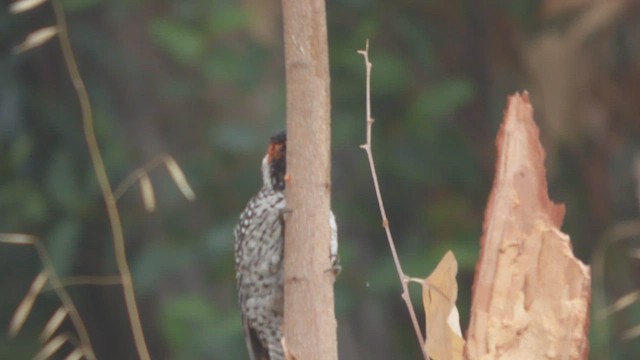 Striped Woodpecker - ML562931571