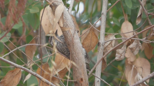 Pic bûcheron - ML562931661