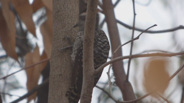 Striped Woodpecker - ML562931721