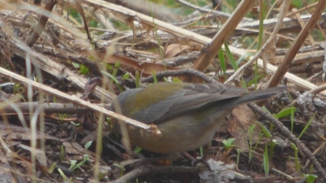 Gray-hooded Sierra Finch - ML562931801