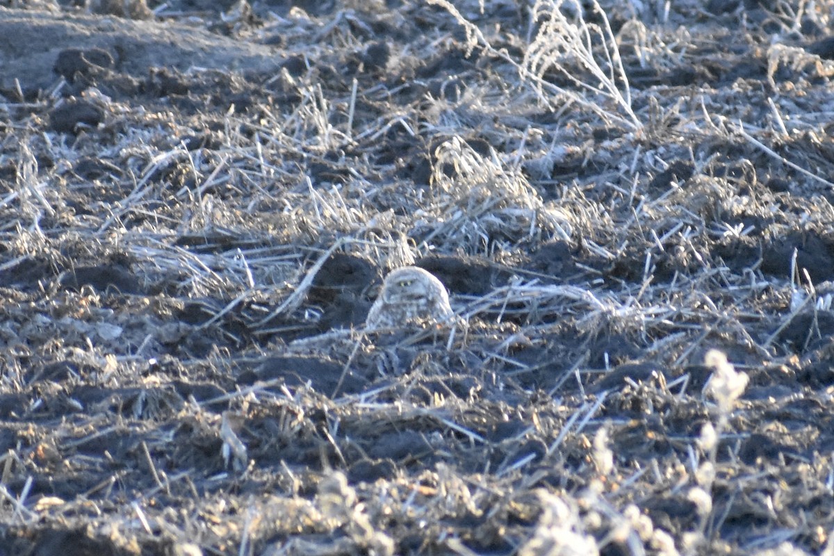 Burrowing Owl - ML562932441