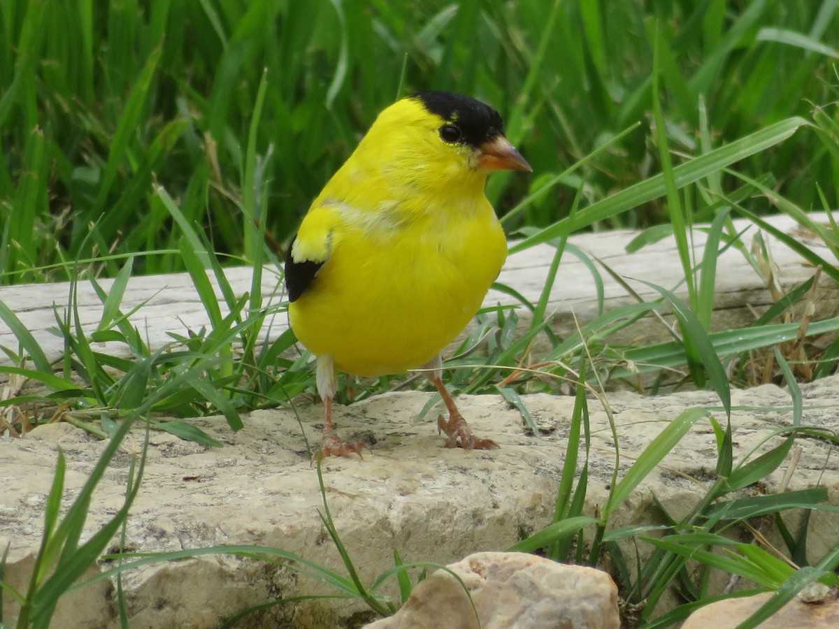 American Goldfinch - Paul Sellin