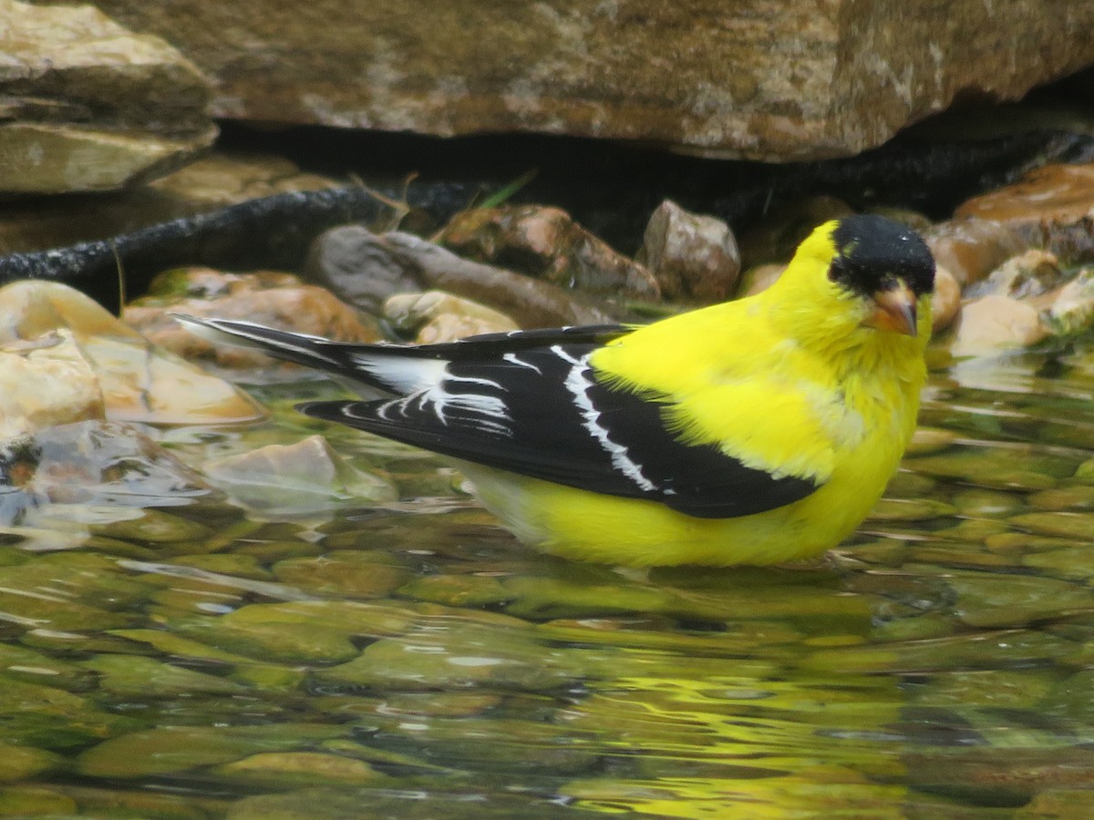 American Goldfinch - Paul Sellin