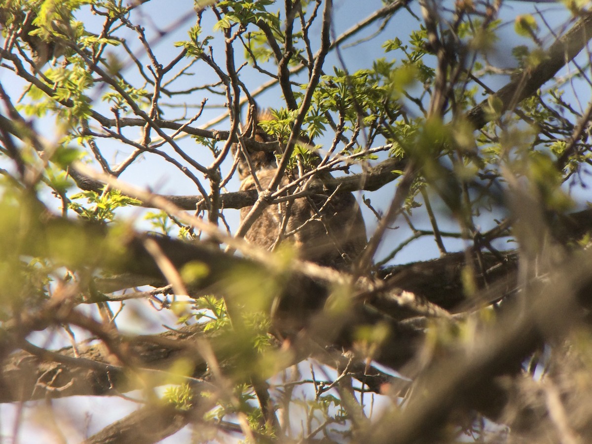 Great Horned Owl - ML56293581