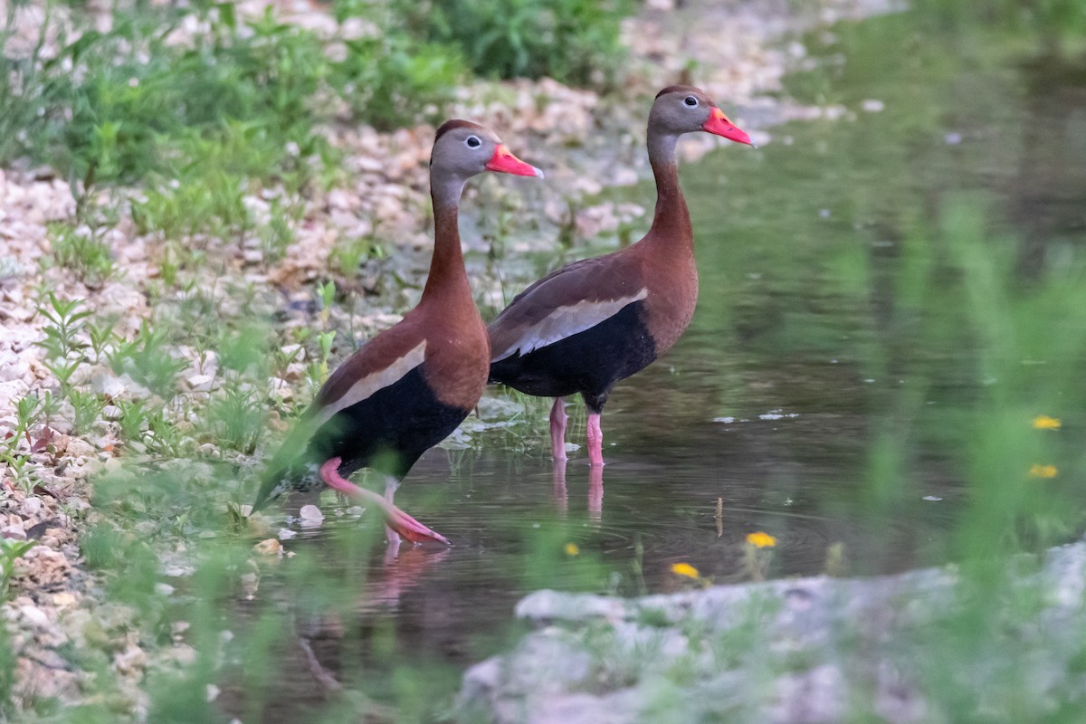 Black-bellied Whistling-Duck - Jesse Huth