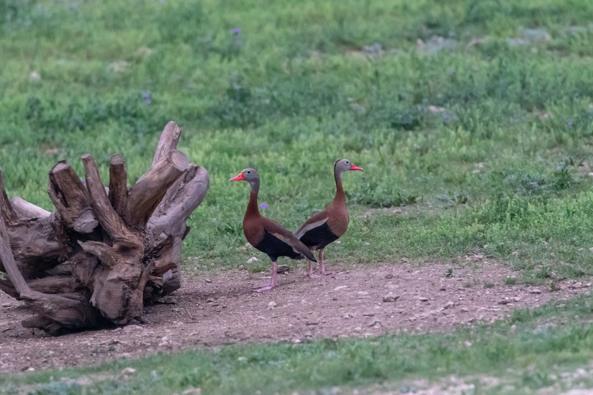 Black-bellied Whistling-Duck - ML562936811