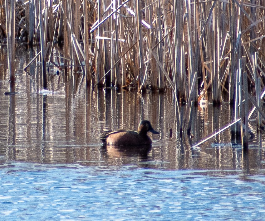 Blue-winged x Cinnamon Teal (hybrid) - ML562936841