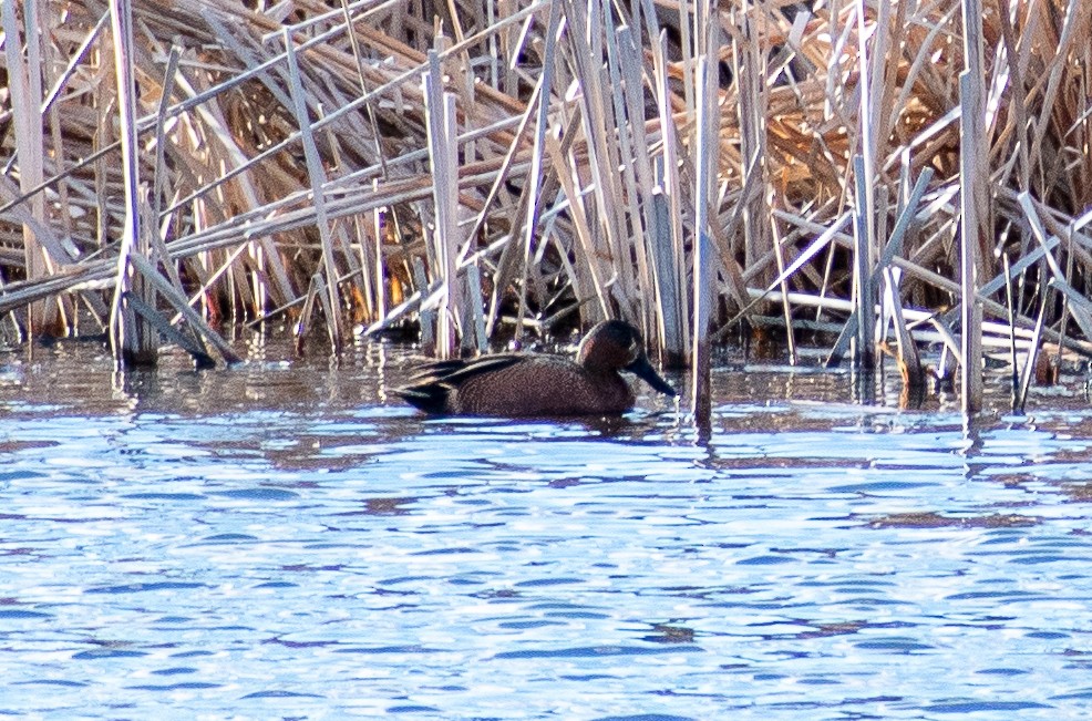 Blue-winged x Cinnamon Teal (hybrid) - ML562936851