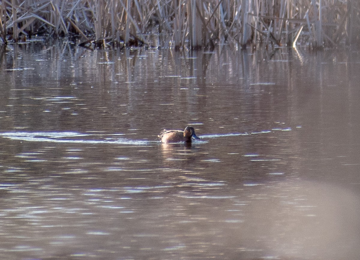 Blue-winged x Cinnamon Teal (hybrid) - ML562936871