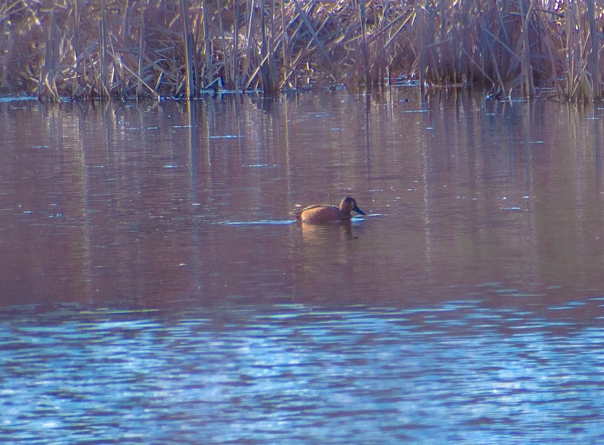 Blue-winged x Cinnamon Teal (hybrid) - ML562936881