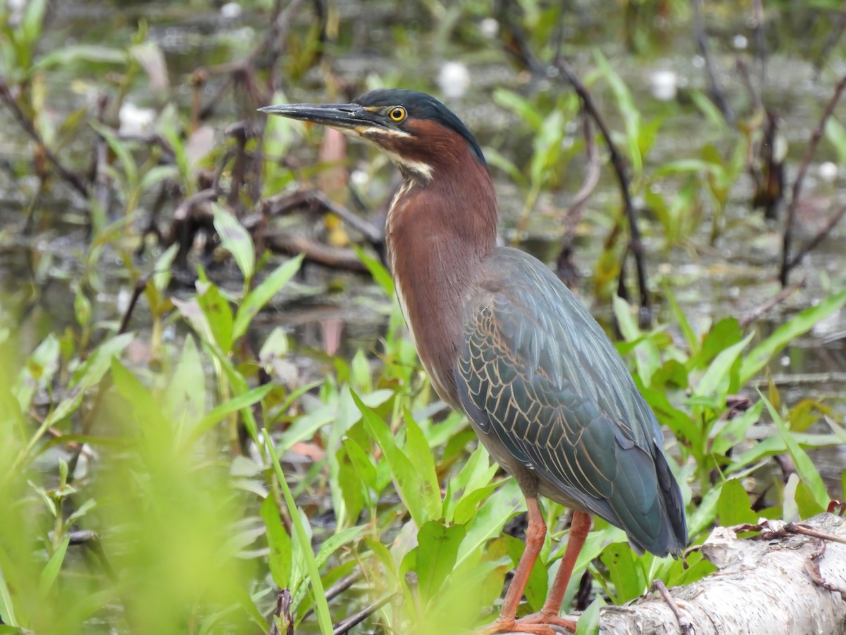 Green Heron - ML562936991