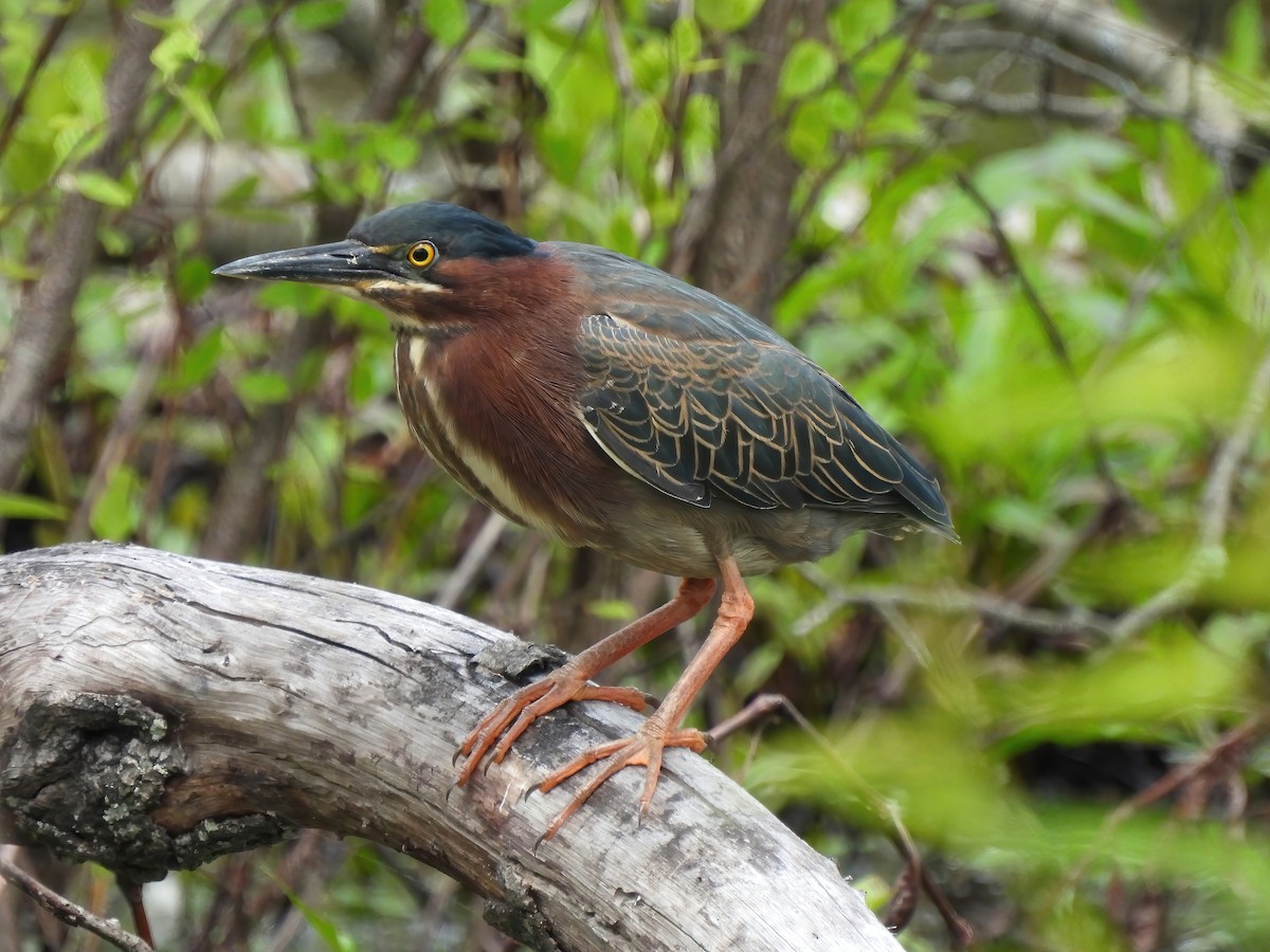 Green Heron - ML562937071