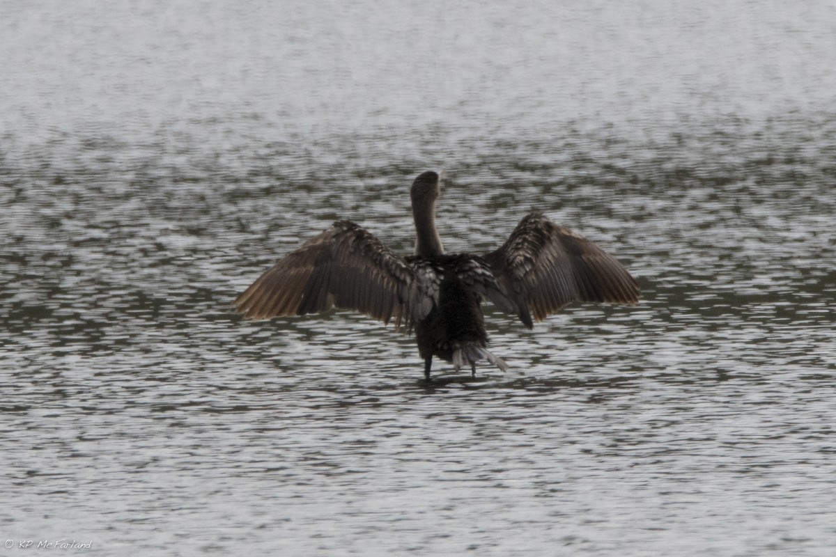 Double-crested Cormorant - ML56293921