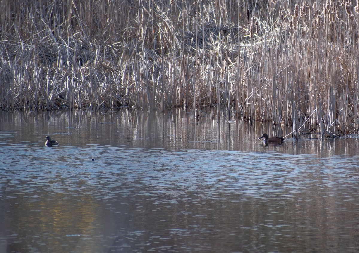 Blue-winged x Cinnamon Teal (hybrid) - ML562940231