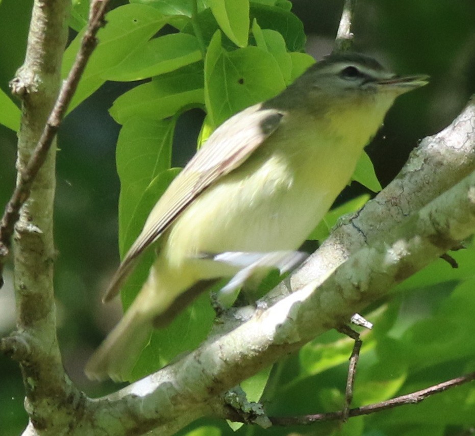 Vireo de Filadelfia - ML562940421