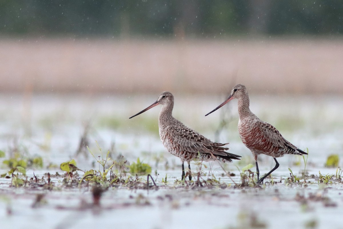 Hudsonian Godwit - ML562941581