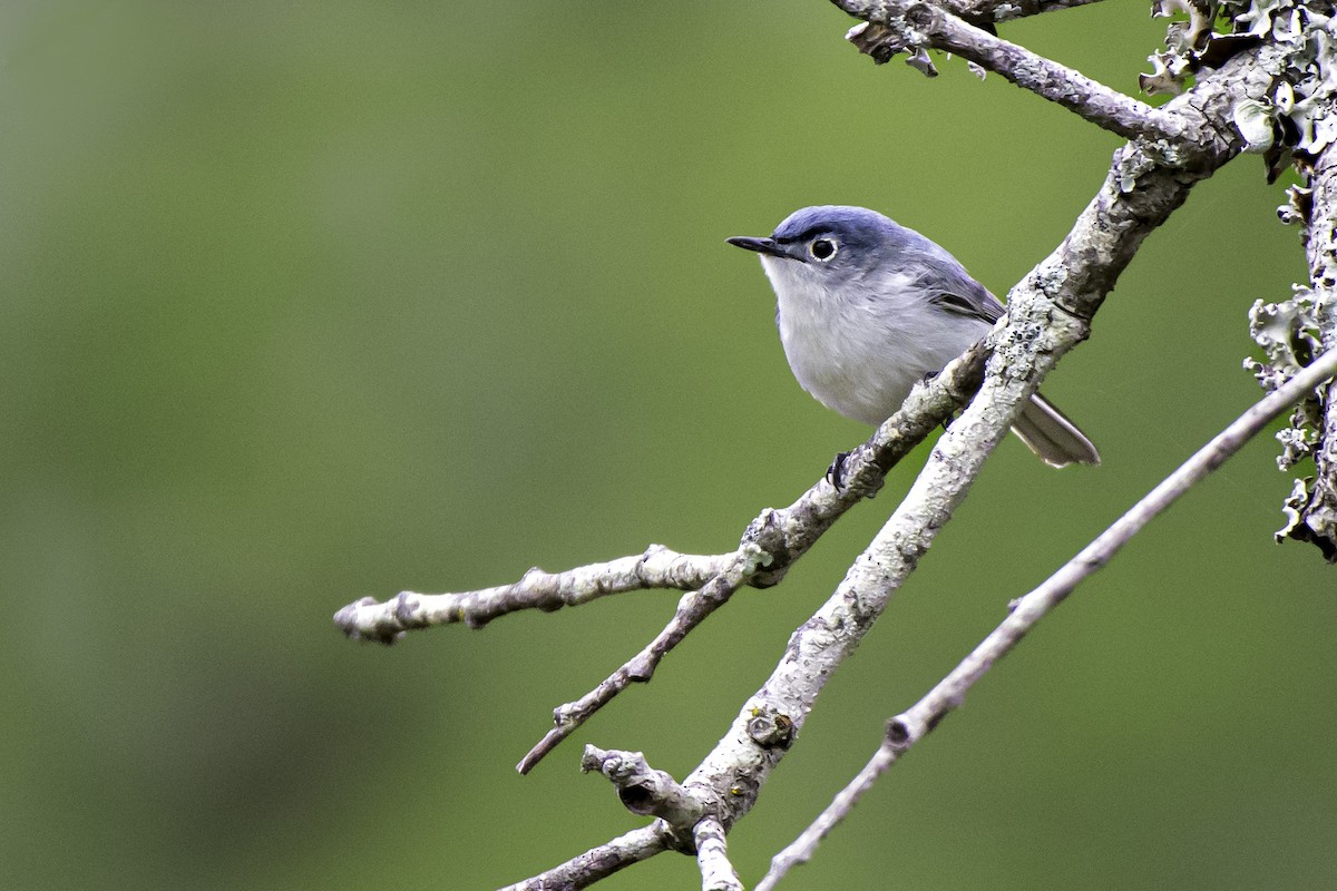 Blue-gray Gnatcatcher - ML562941661