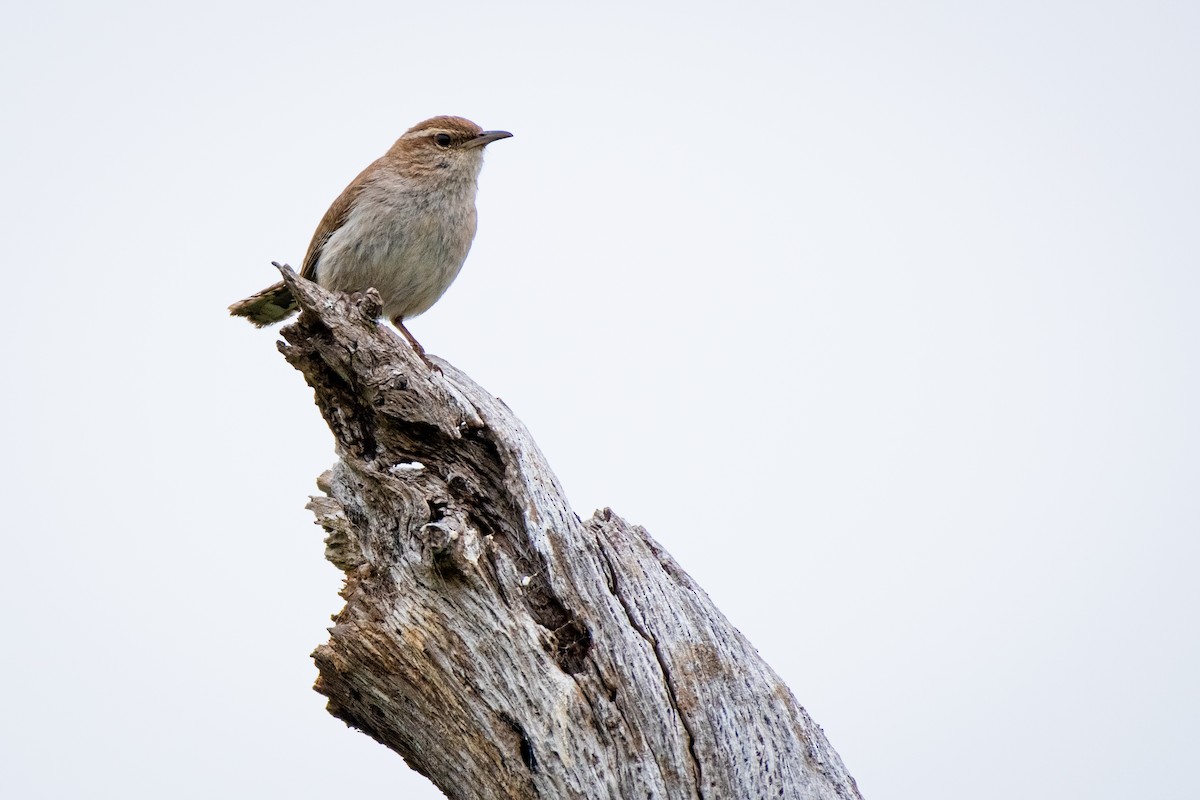 Bewick's Wren - ML562941781