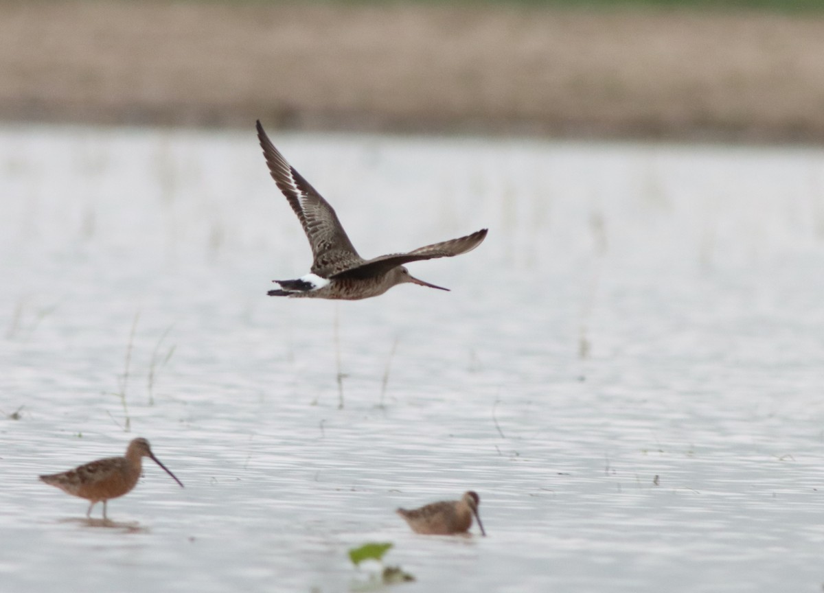 Hudsonian Godwit - ML562941971