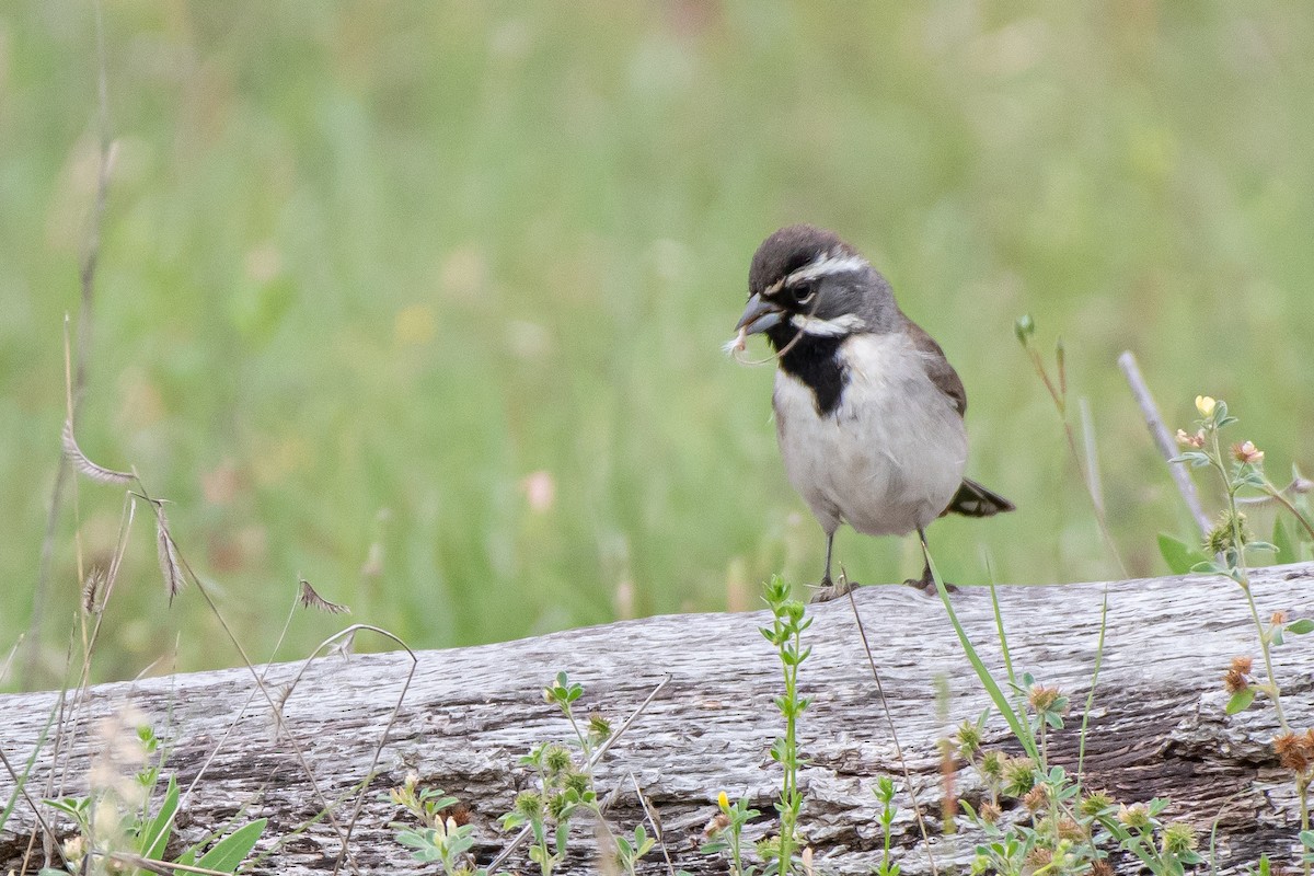 Black-throated Sparrow - ML562942041