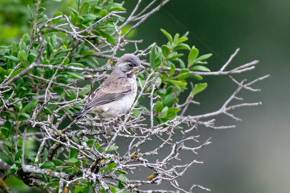 Black-throated Sparrow - ML562942051