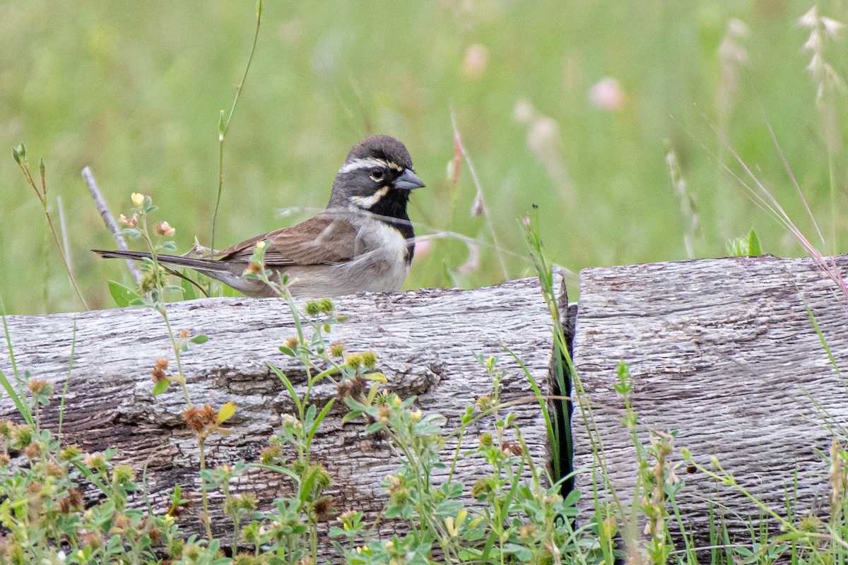 Black-throated Sparrow - ML562942061