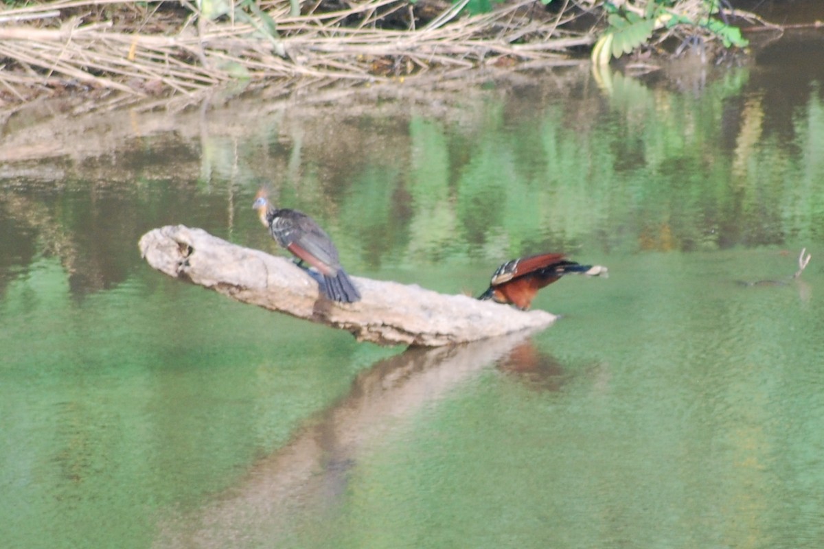 Hoatzin - ML562942391