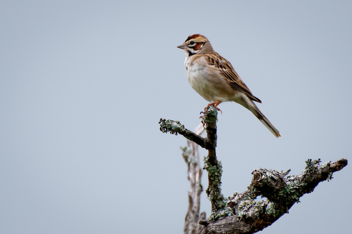 Lark Sparrow - ML562942601