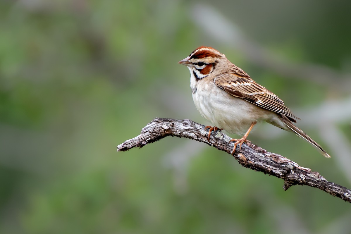 Lark Sparrow - ML562942761