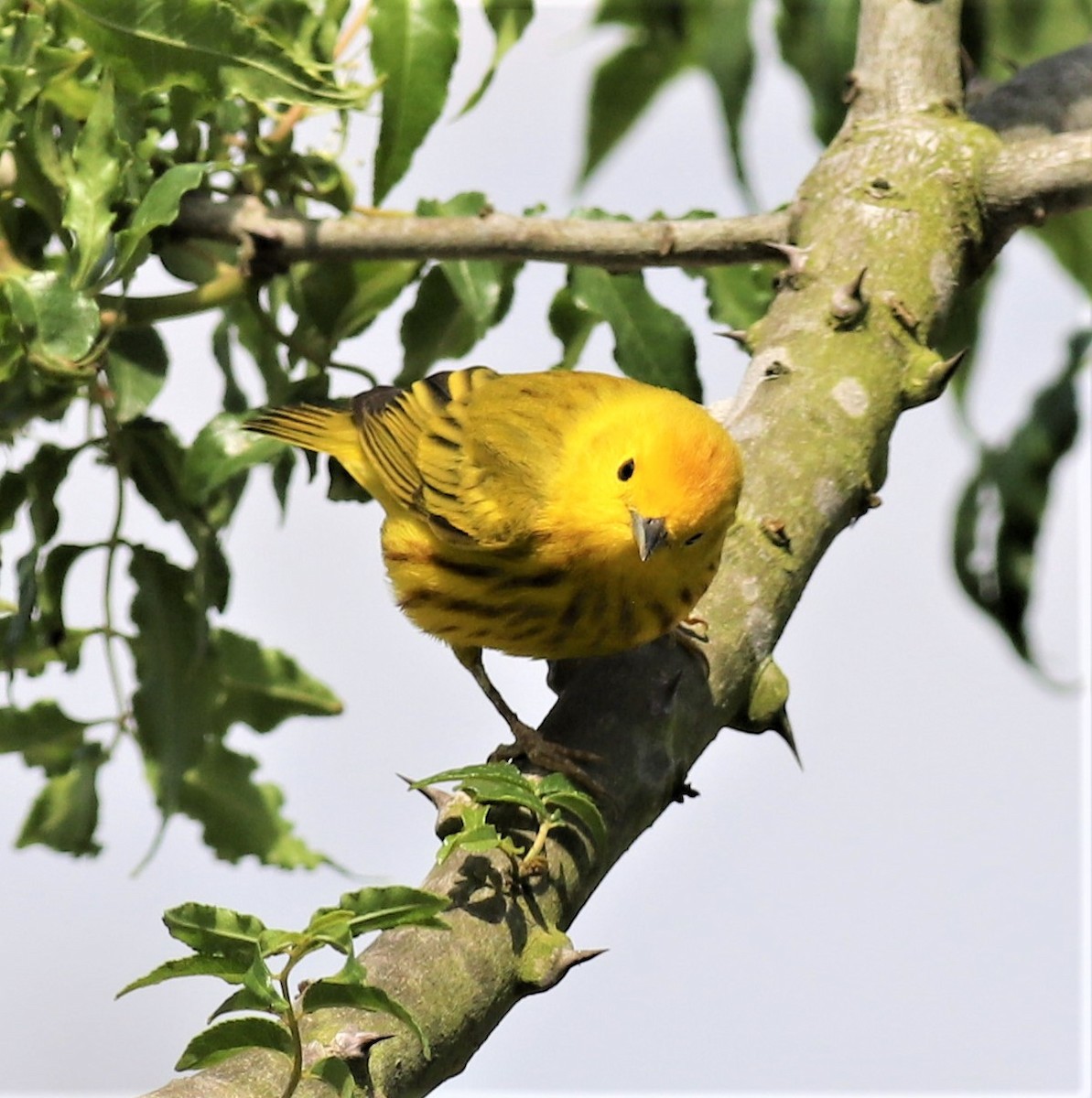 Yellow Warbler - Mike Riley