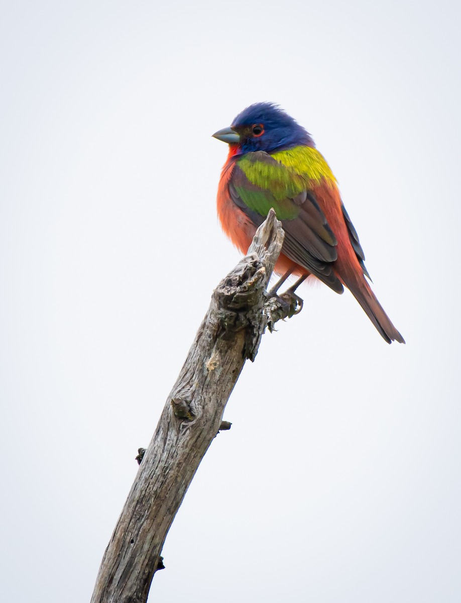 Painted Bunting - ML562943031