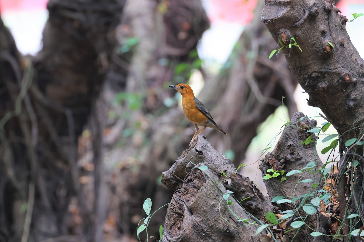 Orange-headed Thrush - ML562943071