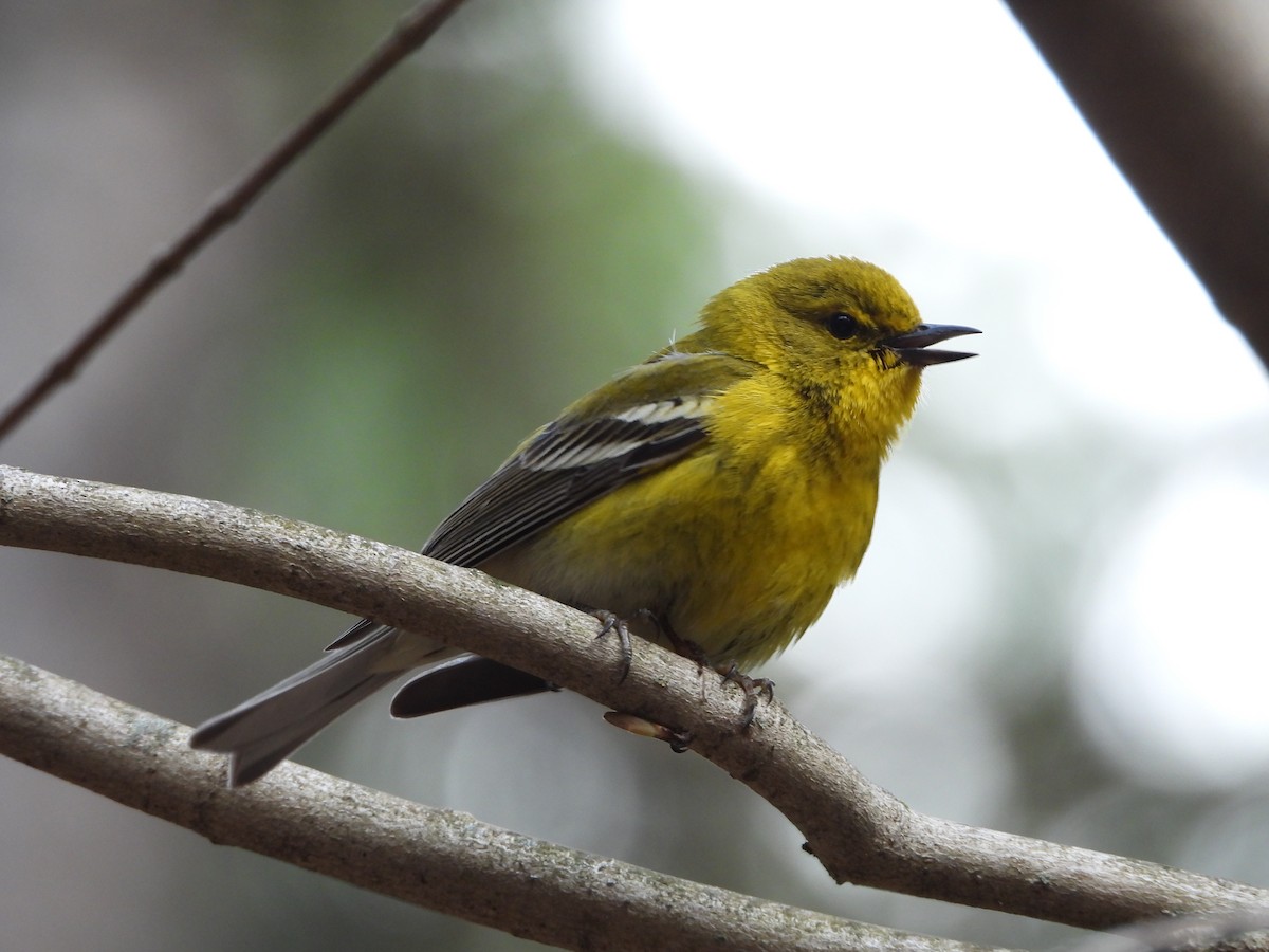 lesňáček borovicový - ML562943481