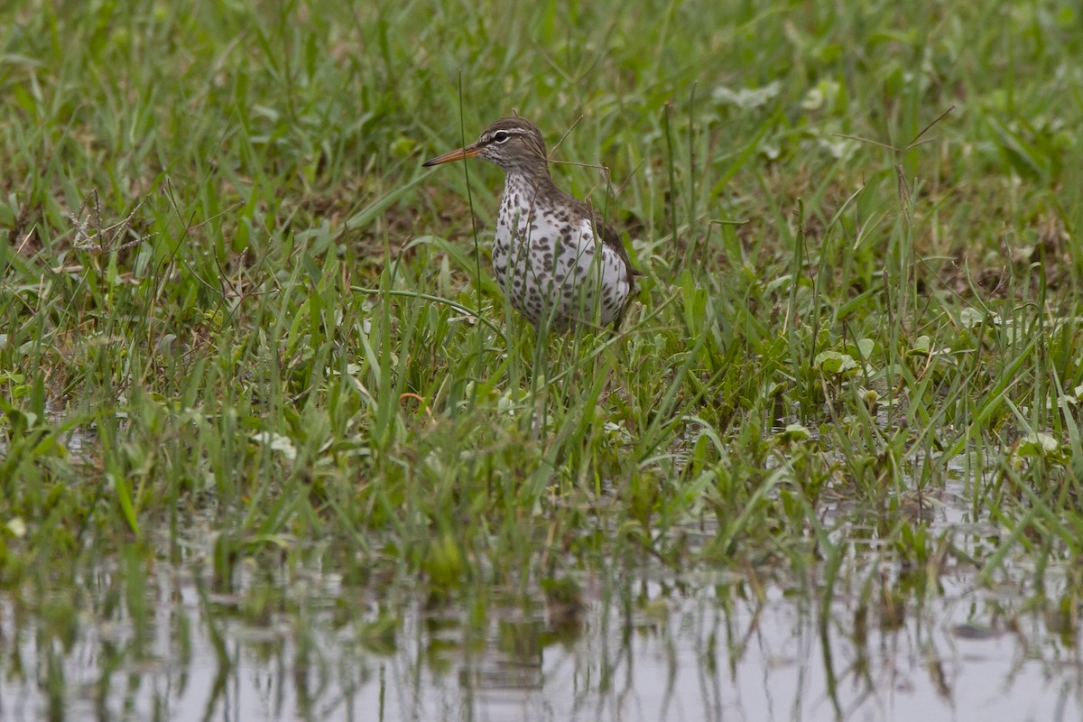 Spotted Sandpiper - Richard Brittain