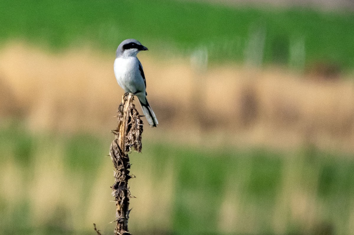 Loggerhead Shrike - ML562945111