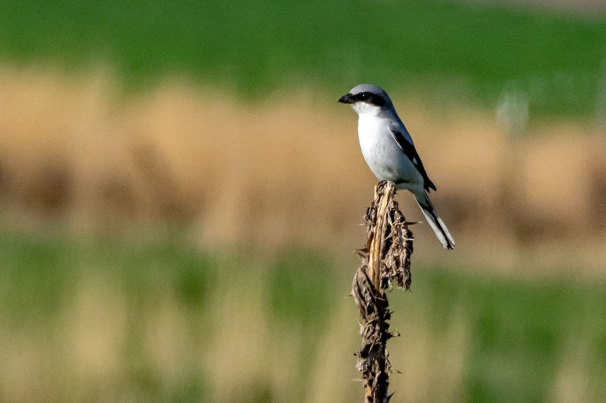 Loggerhead Shrike - Phil Kahler