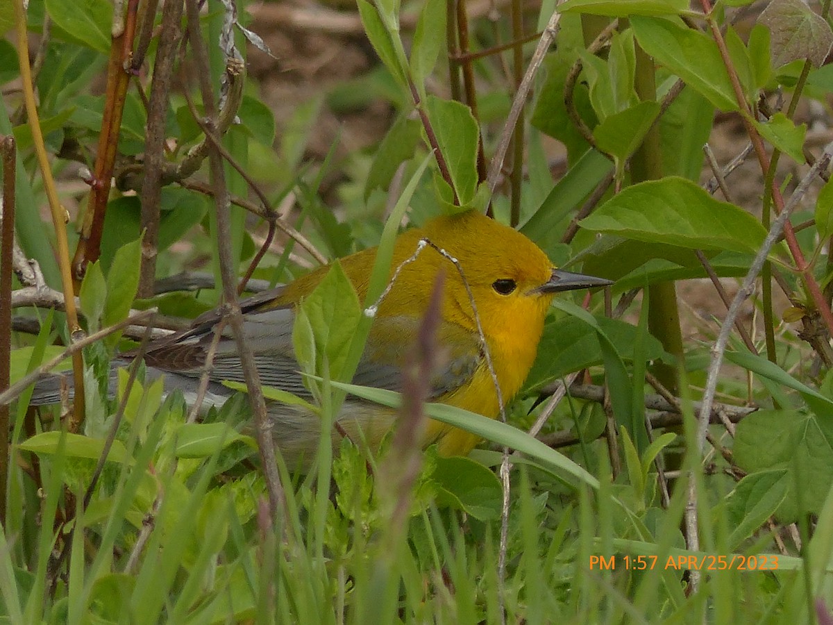 Prothonotary Warbler - ML562945841