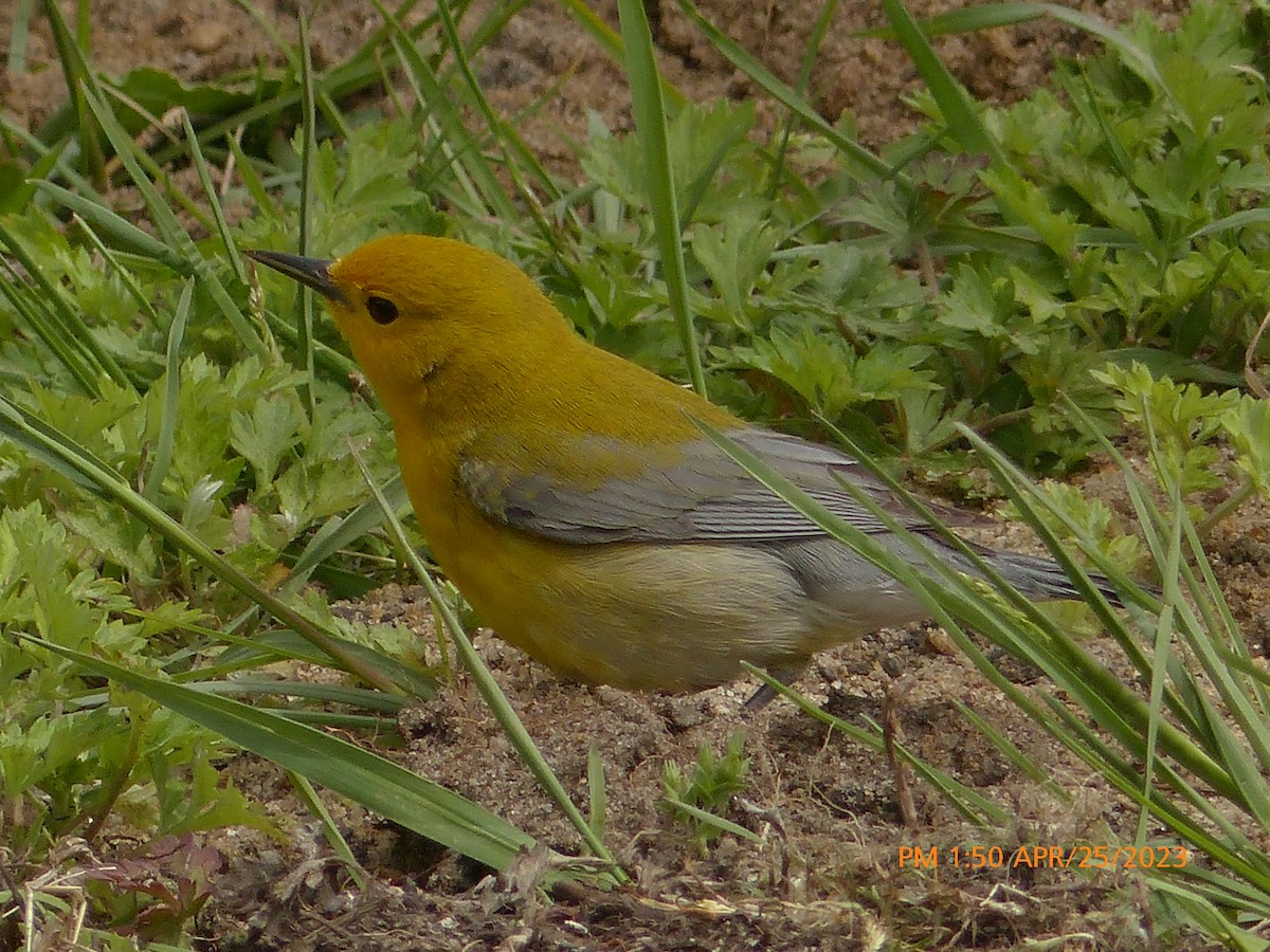 Prothonotary Warbler - ML562945851